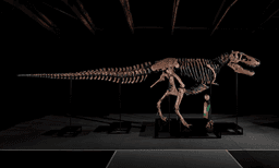 T. Rex Fossil Sells For $50.1 Million Setting New Auction Record At Sotheby’s