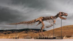 Tyrannosaurus skeleton sold at Sotheby’s auction for a record $50.1 million