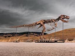 T. rex skeleton ‘Gus’ sells for record $50.1m at Sotheby’s